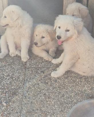 Cuccioli maremmano