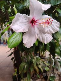 piante Ibiscus fiore rosso/rosa