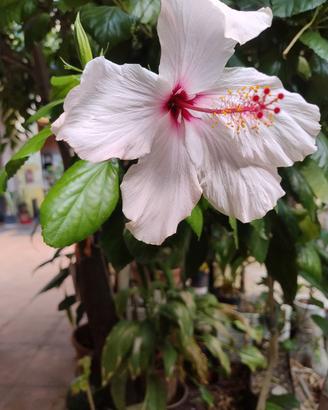 piante Ibiscus fiore rosso/rosa