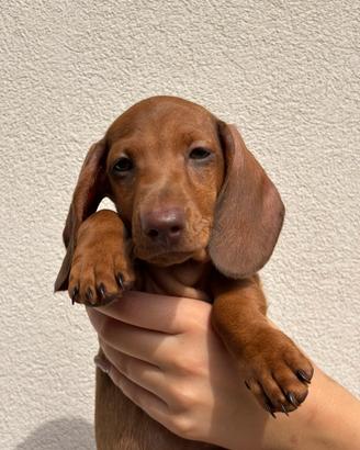Cucciola di Bassotto nano