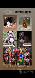 Cuccioli american bully XL
