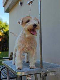 Jack Russell 