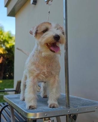 Jack Russell 