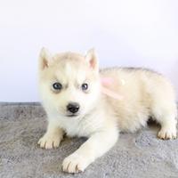 Husky che hanno pedigree