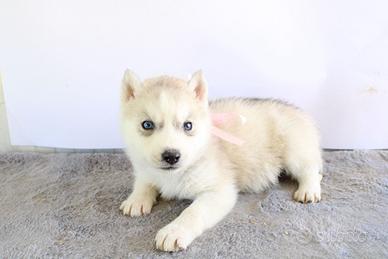 Husky che hanno pedigree