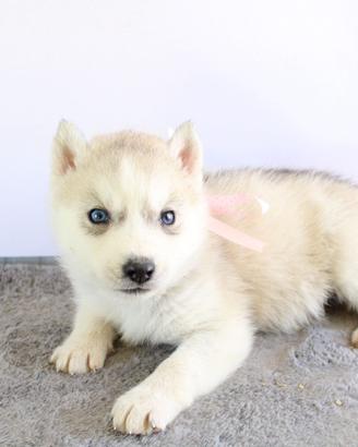 Husky che hanno pedigree