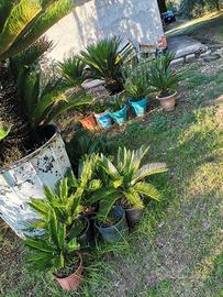 Piante