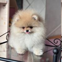 Volpini spitz pomerania toy