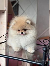 Volpini spitz pomerania toy