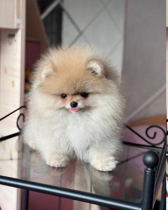 Volpini spitz pomerania toy