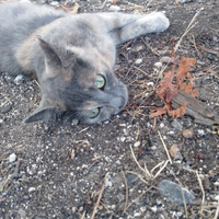 I migliori gatti del mondo