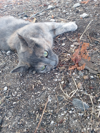 I migliori gatti del mondo