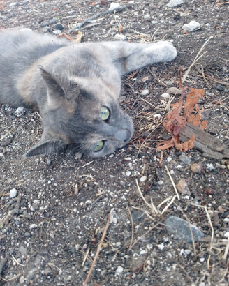 I migliori gatti del mondo