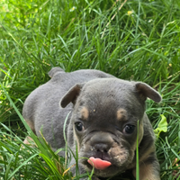 Cuccioli di bulldog francese