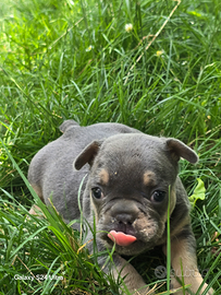 Cuccioli di bulldog francese