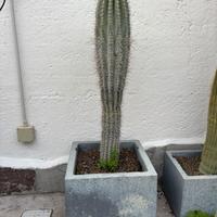 Giardino cactus