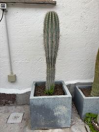 Giardino cactus