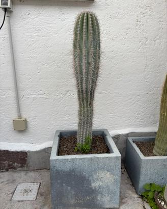 Giardino cactus