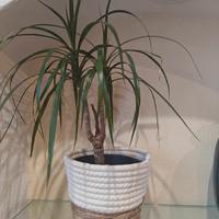 Set di 3 piante verdi da interno 