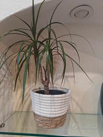 Set di 3 piante verdi da interno 