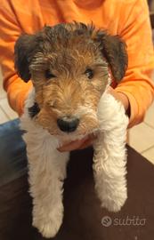 Fox Terrier