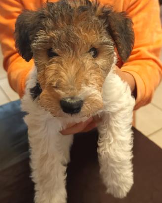 Fox Terrier