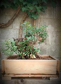 Lentisco (Pistacia lentiscus)