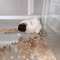 Cavia peruriana