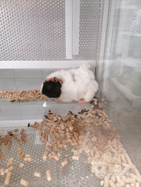 Cavia peruriana