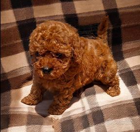 Barboncino Toy