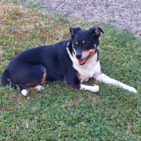 Ad persone amanti dei cani