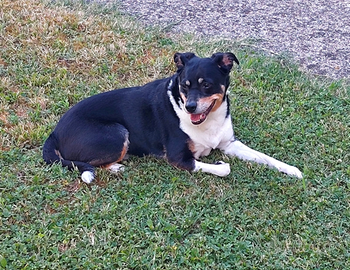 Ad persone amanti dei cani