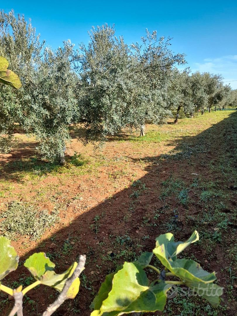 Terreno agricolo - Altro