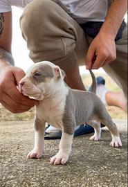 Cucciolo di Pitbull UKC