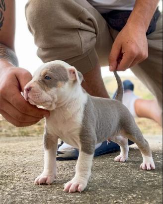 Cucciolo di Pitbull UKC