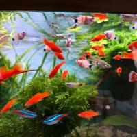 Pesci portaspada red platy tiger