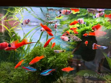 Pesci portaspada red platy tiger