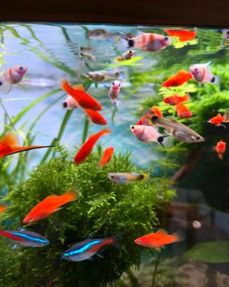 Pesci portaspada red platy tiger