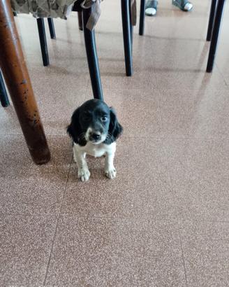 Cucciola di Breton