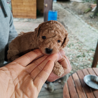 Barboncini red e champagne