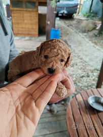 Barboncini red e champagne