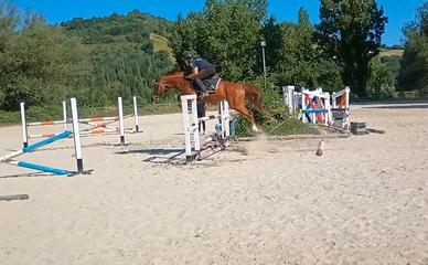 Cavallo