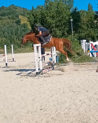 Cavallo