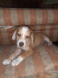Cucciolo 4 mesi maschio