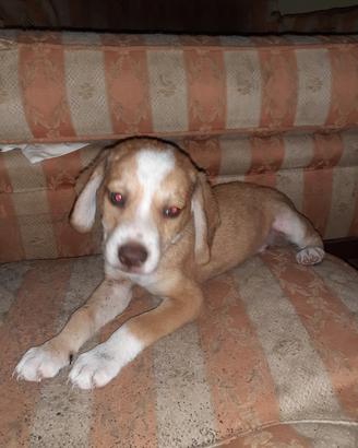 Cucciolo 4 mesi maschio