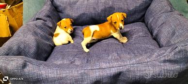 Jack Russel cuccioli