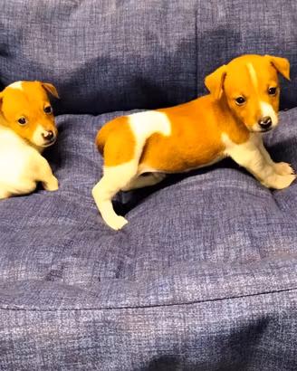 Jack Russel cuccioli