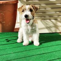 Jack Russell adulta adozione