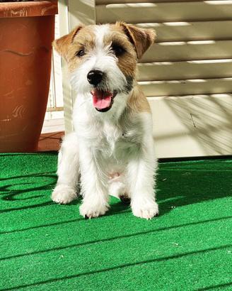 Jack Russell adulta adozione