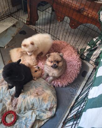 Cuccioli di volpino spitzen